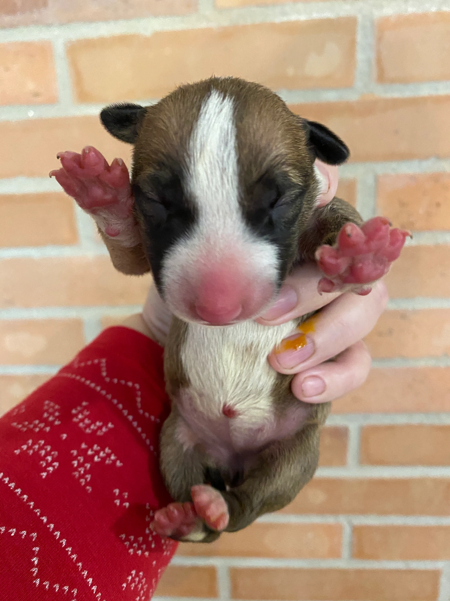 Miminka a jejich jména